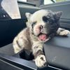 fearfrenchie