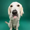 lenwichthegolden