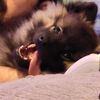millie_the_menace