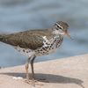 greatercstlprairiechkn
