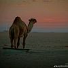 lbrahim__f20