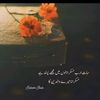 muhammadgull520