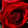 roba2973