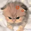 jiannaa_sam