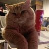 my.cat.family2