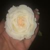 ayten0208