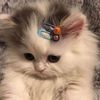 amna_jutt524
