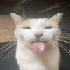 kviirs_zz