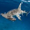 hammerhead_sharks_