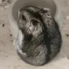 bombatiktokowa