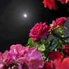 khton.alahmd