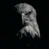 sheikhibaad_792