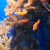 nemo36557