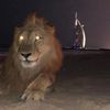 بو عريك