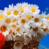 madian_778