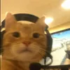 kittyss08