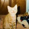 funny.animals0826