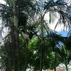 miguel.wilfredo.p66.1