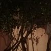 ben.ikhlifa.monia