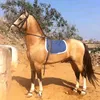 horsepakistan