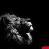king.lions_