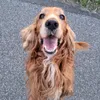 pupsiik.ss