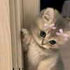 noywer8
