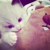 coffeflwr_