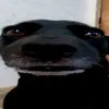 gukkkkkkkakk