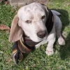 lisandro_as