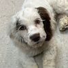 wyattderpcockapoo