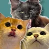 purr.bars