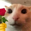 matwifi_lag