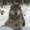 lunariathetherian
