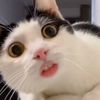 dzlhjjhyxx