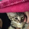 dantethegato