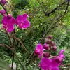 hoang.ninh7