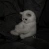 cloudedbluei_