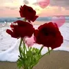 user2452116961288