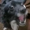 ilovemydogfrv