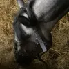 freedchen12