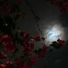 sh_gaf