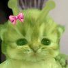minn_lapaq