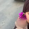 bou_gatti