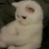 m.l8.j2