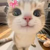 its_cutie243