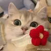 phwng_thaor