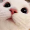tkanhthaoo1210