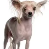 cachorrocalvo