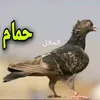 abasali57125